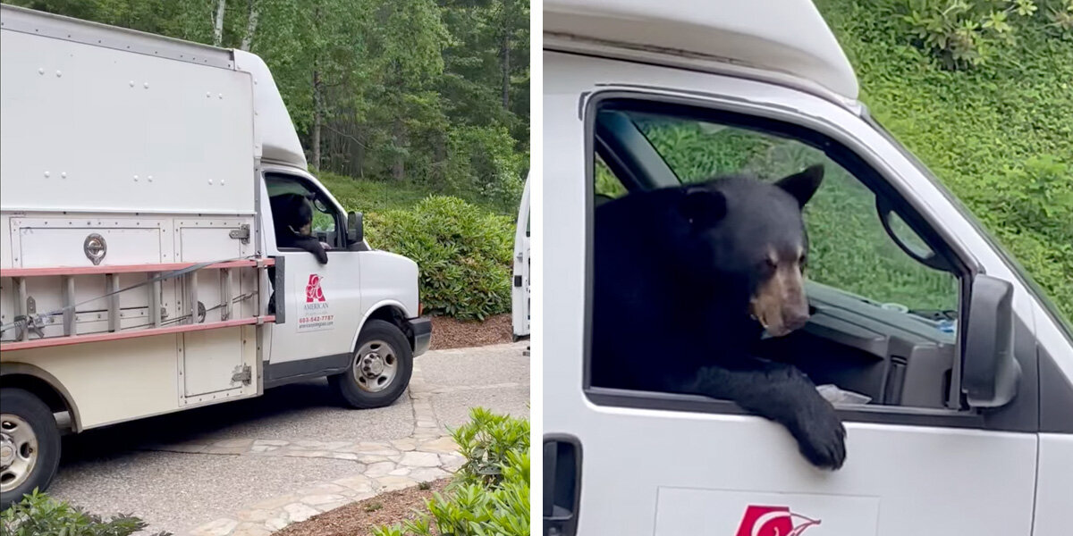 Company's 'New Employee' Steals Lunches During His First Day On The Job ...