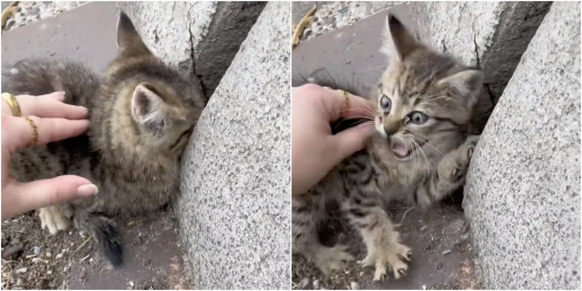 Angriest-Looking Stray Cat Is Actually A Total Sweetie - The Dodo