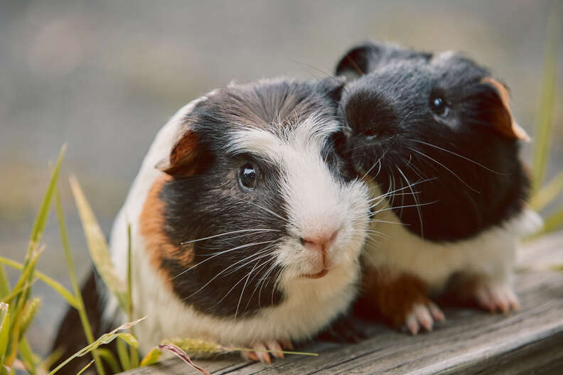 Guinea Pig Cages: Here Are The 6 Best Options - DodoWell - The Dodo