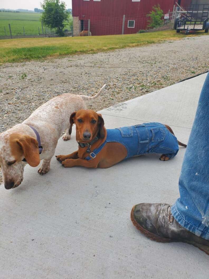 Dachshund overalls outlet