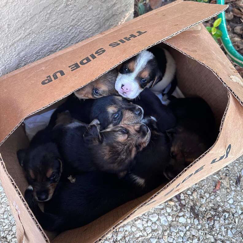 Woman Finds Box With Tiny Opening And Can t Believe Who s Peeking