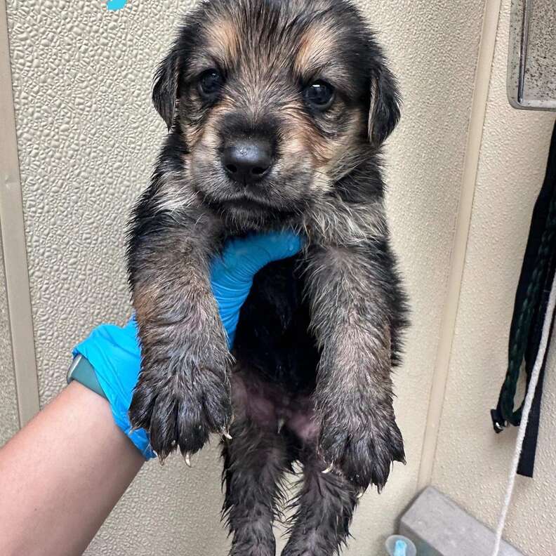 puppy rescue