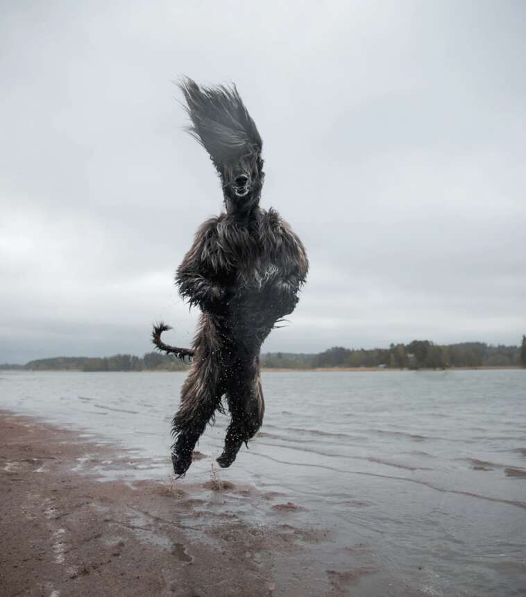 dog jumping on beach