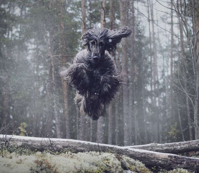 dog jumping in woods