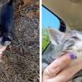 Abandoned Kitten Comes Running Out Of Bushes When She Hears Kind Woman Call