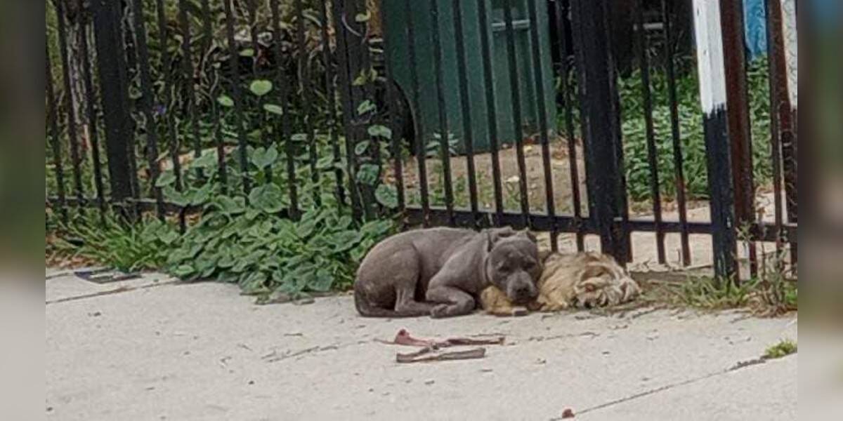 Pair of abandoned pups refuse to leave each other's side while waiting for help