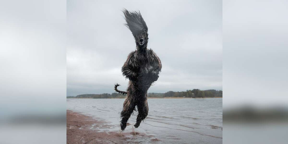 Dog’s ‘Jump Of Joy’ Transforms His Fur Into Amazing Hairstyles The Dodo