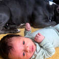 Rescue Pittie Never Leaves Her Little Brother's Side