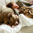 Pittie Gets So Jealous Of His New Human Brother, He Starts Sleeping On The Couch