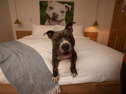 dog on hotel bed