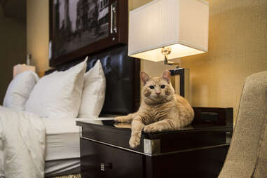 cat at Algonquin Hotel