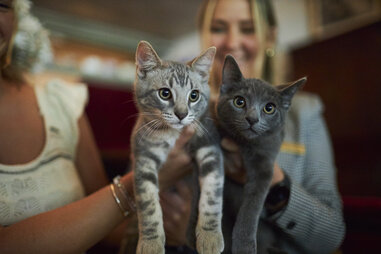 cats at Red Lion Inn
