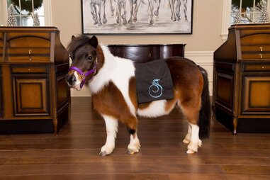 Cupcake the mini horse