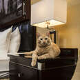 hotel cat