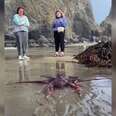 Beachgoers Catch A Glimpse Of Someone Slimy In Distress And Run For Help