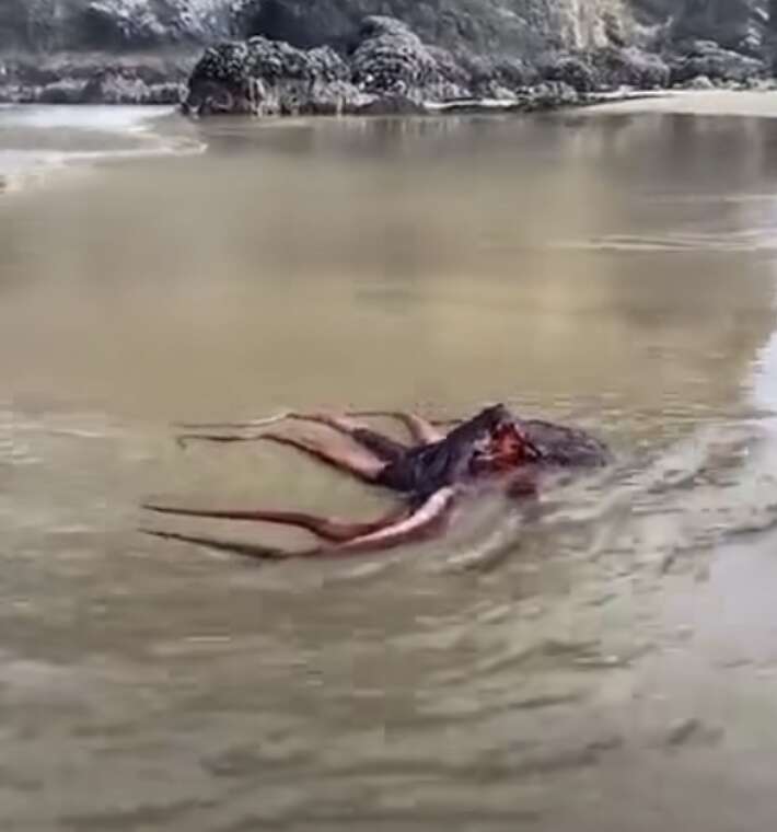 octopus on beach