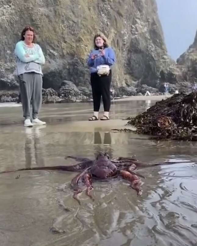 octopus on the beach