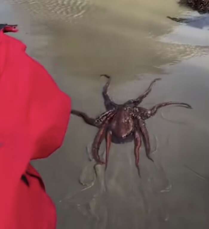 octopus on the beach