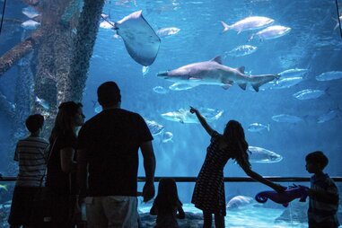 Audubon Aquarium and Insectarium