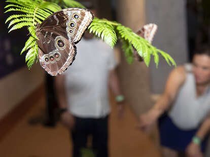 Audubon Aquarium and Insectarium