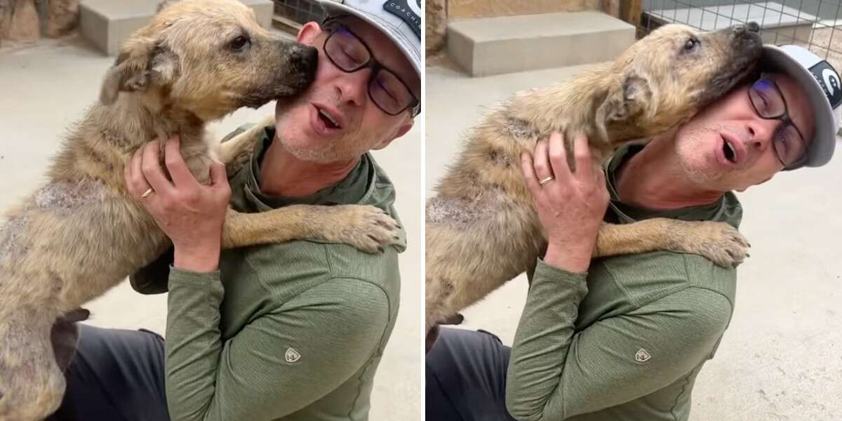 Stray dog covers foster family in kisses when he realizes they're taking him home