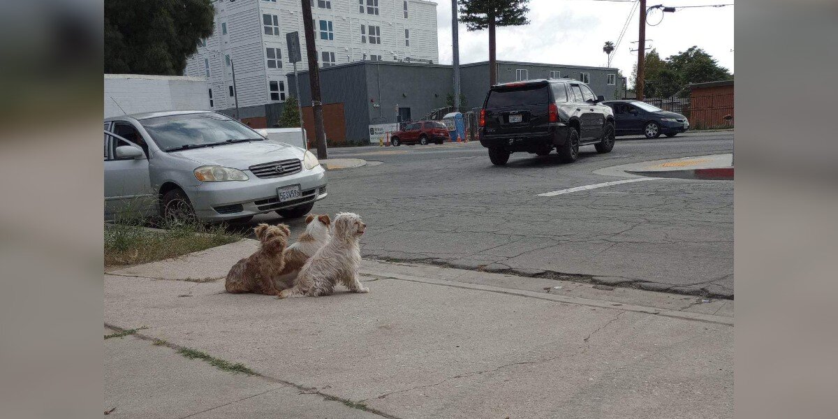 Trio Of Abandoned Pups Guard Each Other For Days While Waiting For Help ...