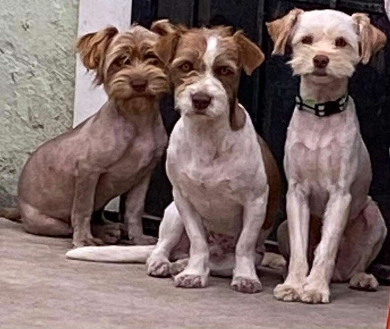 Trio Of Abandoned Pups Guard Each Other For Days While Waiting For Help