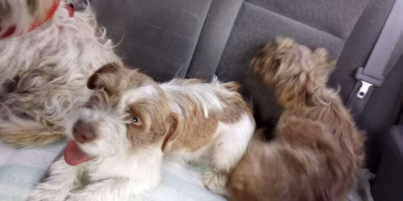 Trio Of Abandoned Pups Guard Each Other For Days While Waiting For Help
