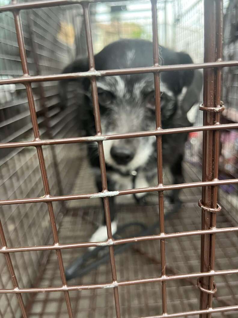 Senior Dog Wakes Up In Empty Box And Realizes His Family Moved Without Him