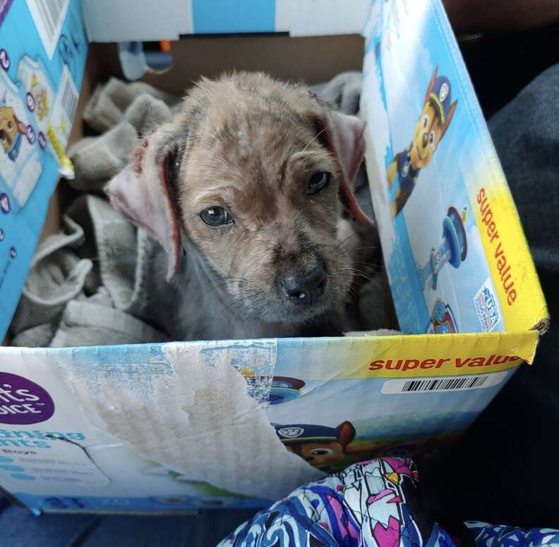 abandoned puppy finds help