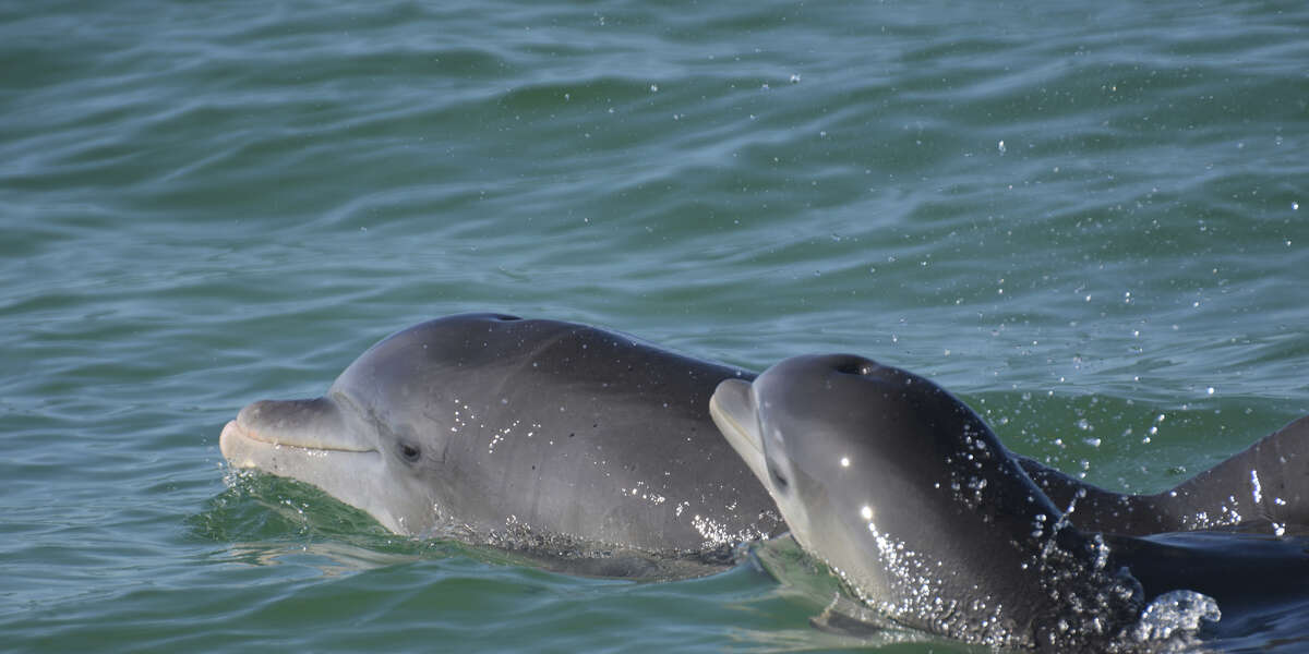 Dolphins use baby talk, study shows - Vimarsana News