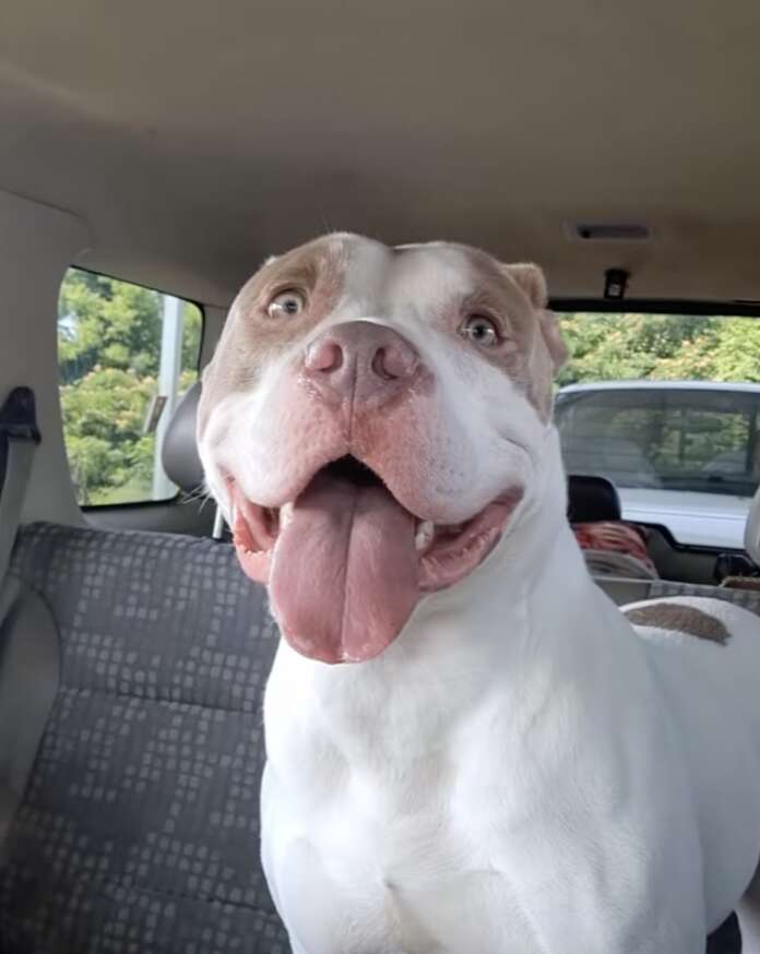 dog in car