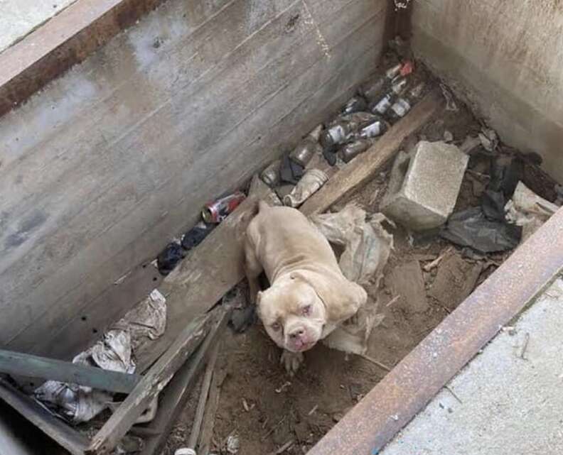 dog in cement hole