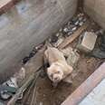 Sad-Eyed Dog Can't Stop Smiling When He Realizes He's Being Rescued 