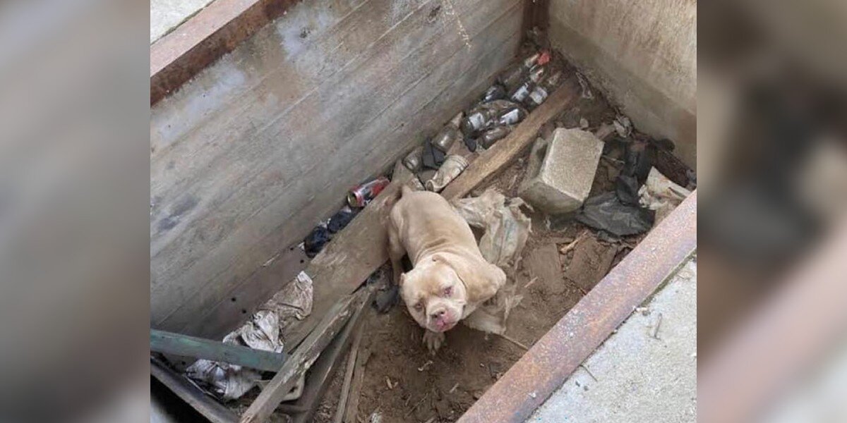Sad-Eyed Dog Can't Stop Smiling When He Realizes He's Being Rescued