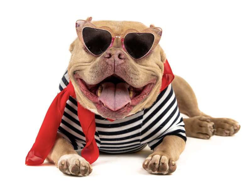 dog with sunglasses 