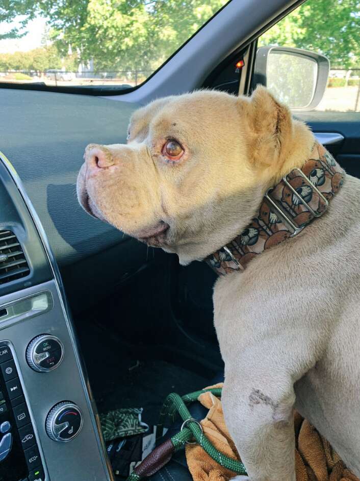 dog in car