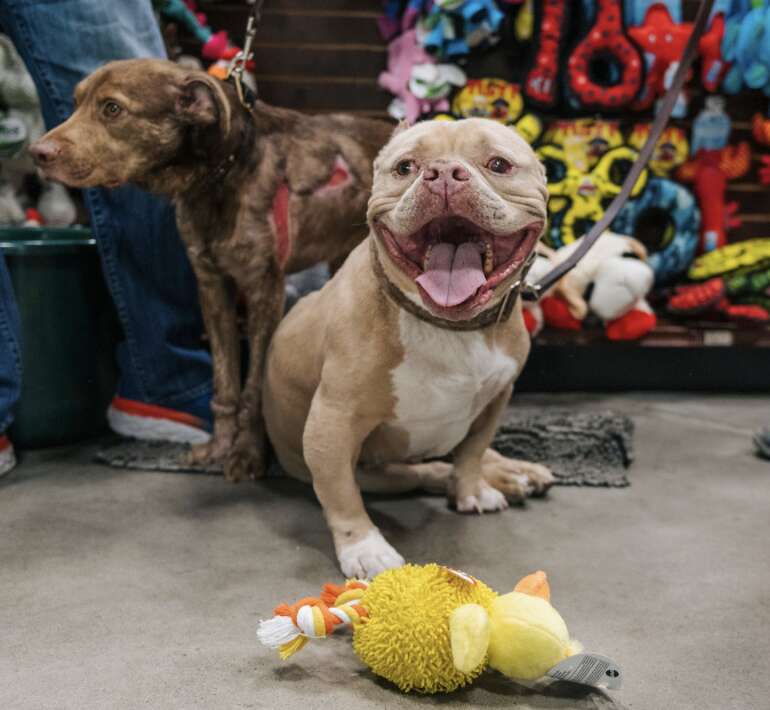 dog with toys