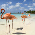 flamingos in aruba