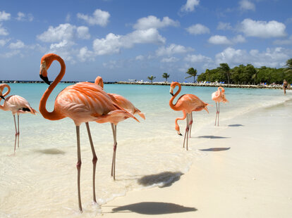 flamingos in aruba