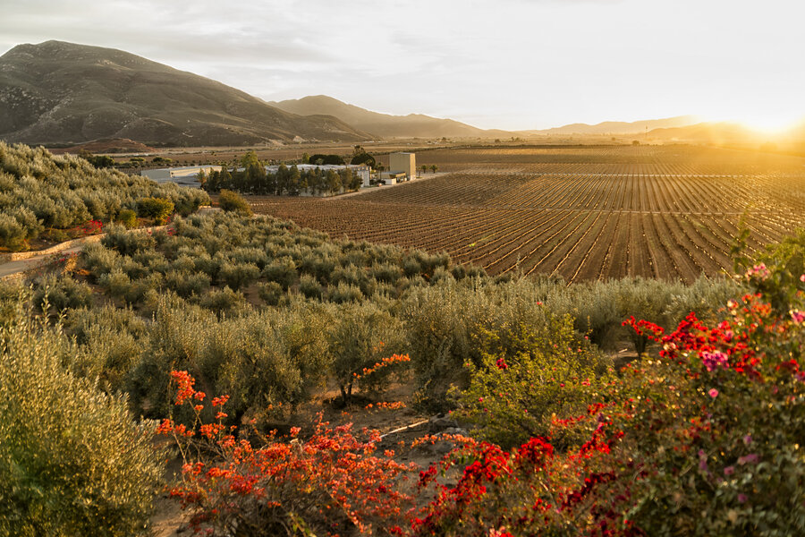 Explore Mexico’s Wine Mecca, Located Just 2 Hours Across the Border