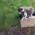 Puppies Waited In Box Next To Busy Highway, Hoping Someone Would See Them