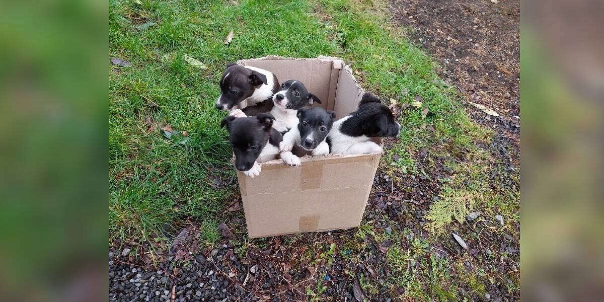 Puppy in a store box