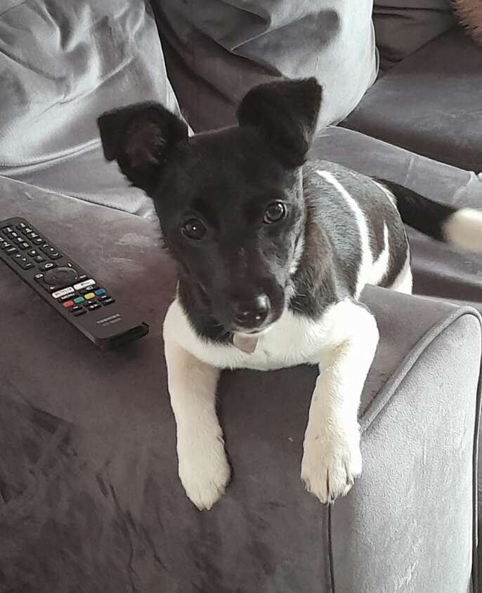 puppy on the couch