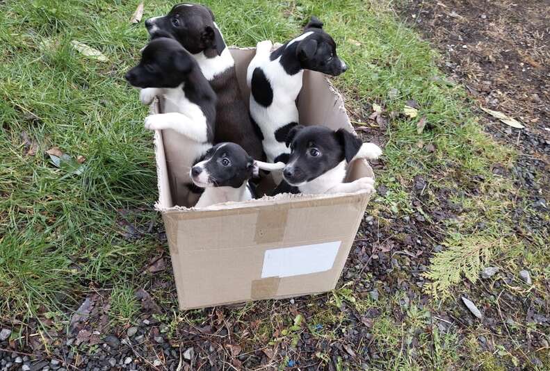 puppies in box