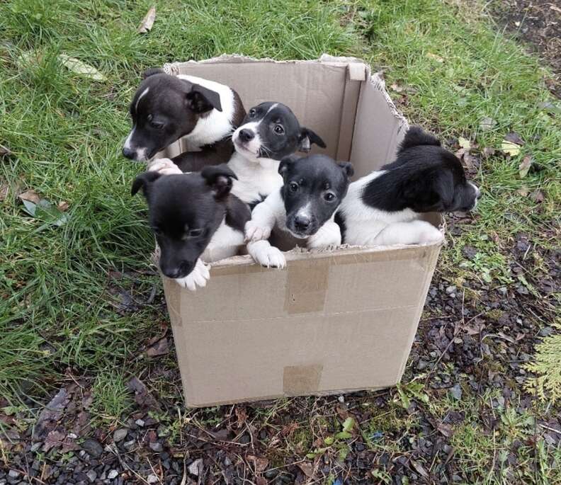 puppies in box