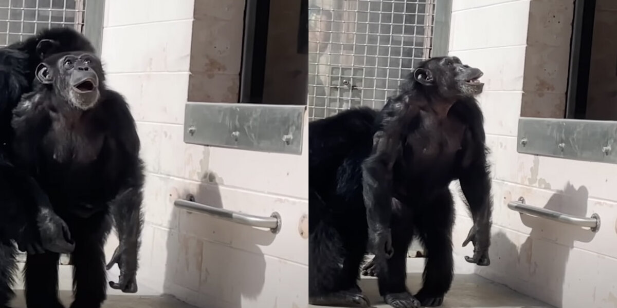 Chimpanzee Rescued From Lab Can’t Believe It When She Sees The Sky