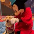 Professional Good Girl Meets Her Favorite Disney Character And Melts In His Arms
