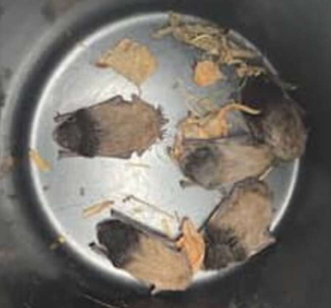 bats in bucket