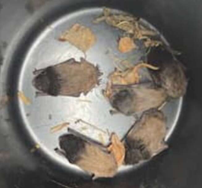 bats in bucket 